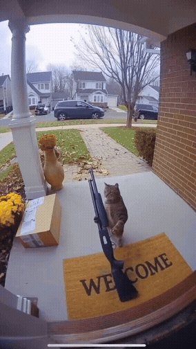 Cat Shotgun